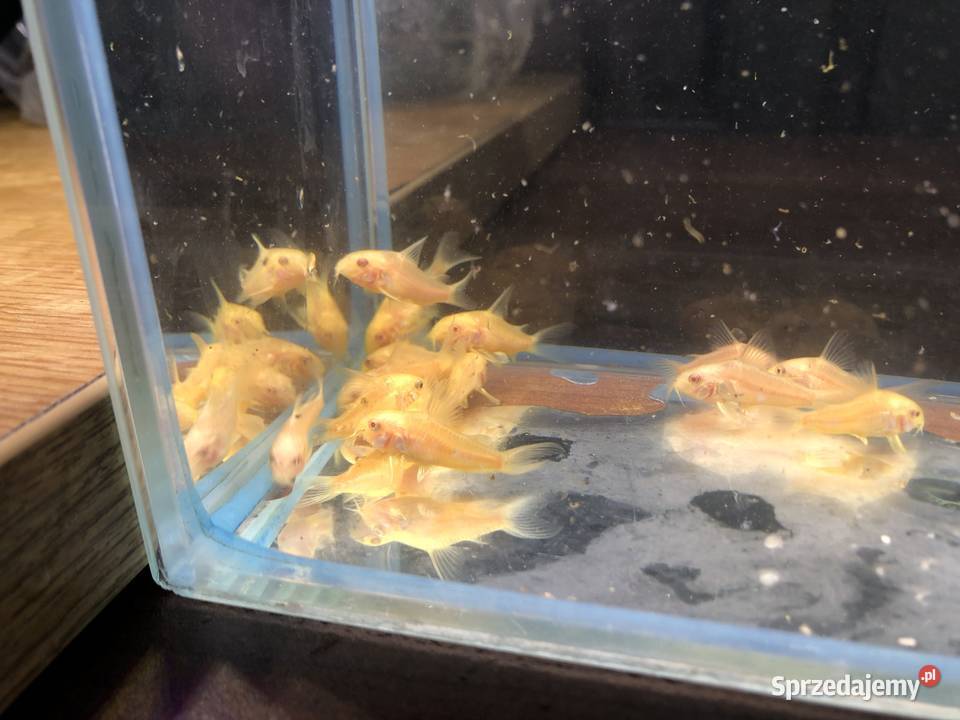 Kirys złoty kirysek albino Justynów sprzedam