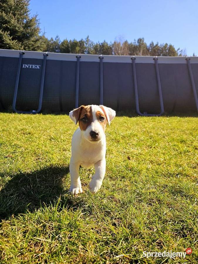 Jack Russell Terrier ZKwP piesek szczeniak Santocko