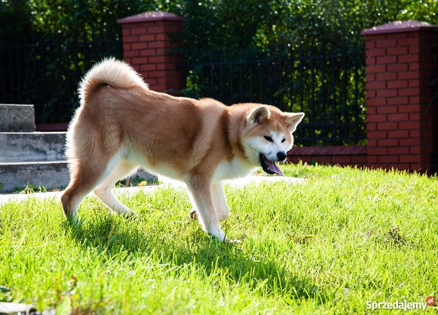 Akita Inu Japońska Szczenięta Rodowód FCI Ryki sprzedam