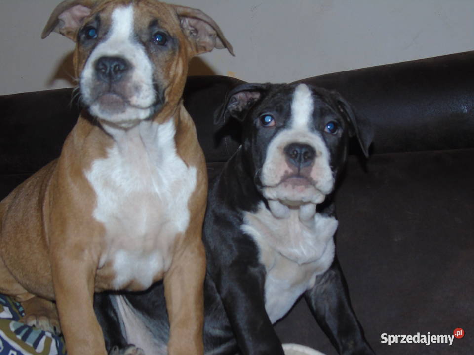 American Staffordshire Terrier Amstaff FCI Milicz