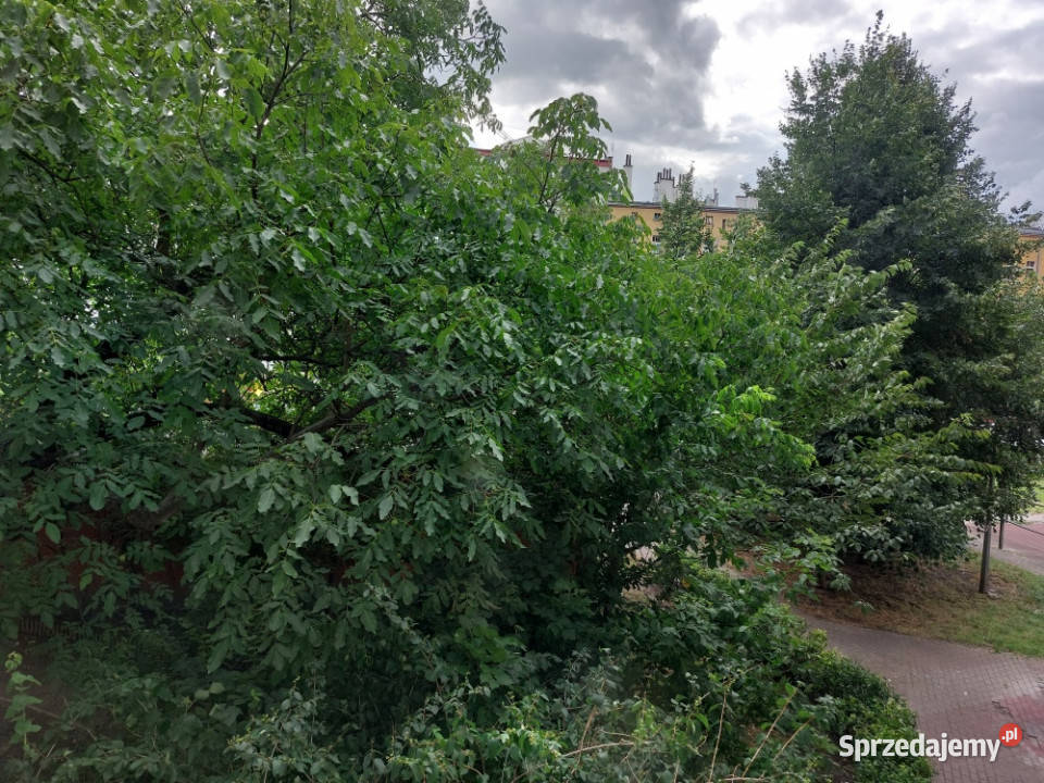 Plac Grunwaldzki Reja 8 2pokojowe rozkładowe Wrocław