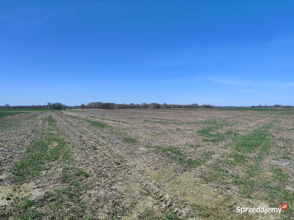 Działki rolne 5ha Ostrów LubelskiGłębokie Ostrów Lubelski