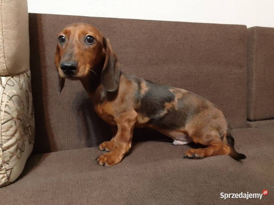 Jamnik merle 4 miesiące Żyrardów