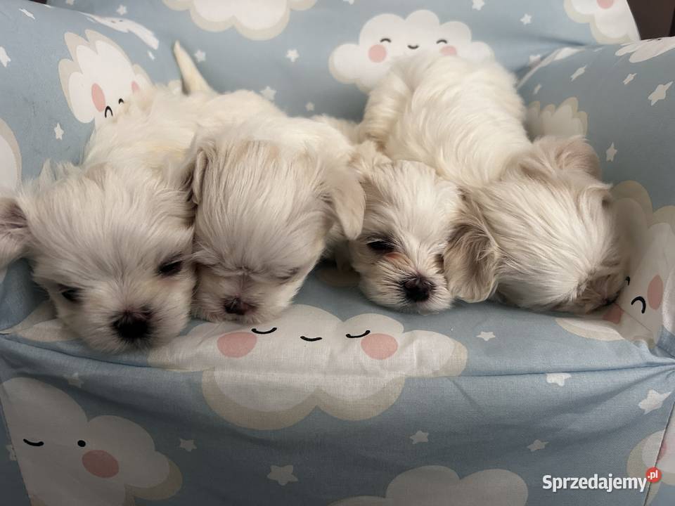 Maltańczyk FCI Rezerwacja Ropczyce