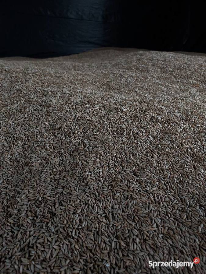 Żyto ozime Dankowskie Skrwilno