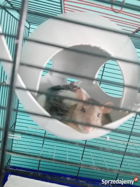 Szczury Szczurki Kielce sprzedam
