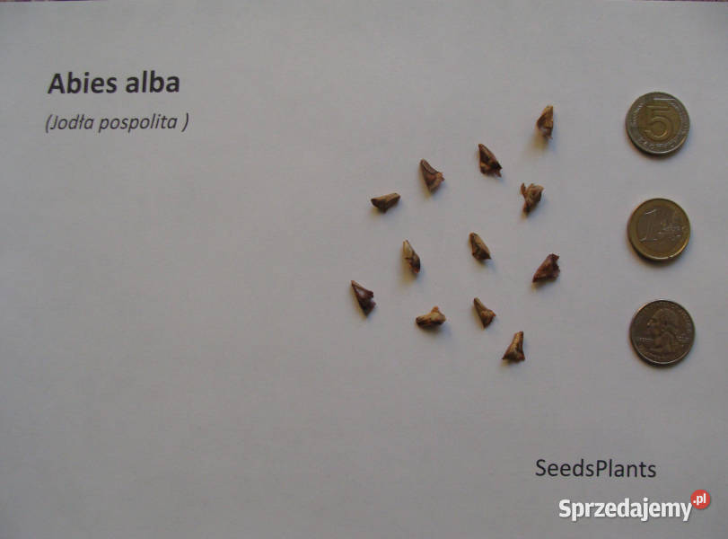 JODŁA POSPOLITA Abies alba NASIONA 200 sztuk 10g Lubanie