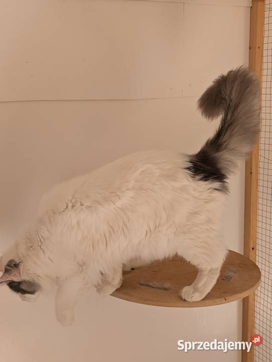 Diablo kocurek niebiesko czarny Maine Coon Pszczyna