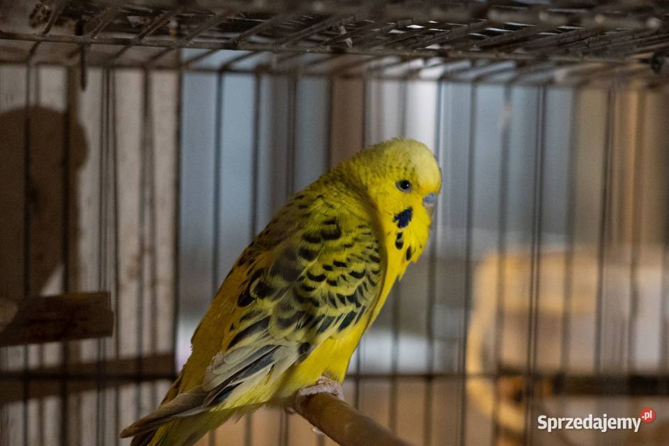 Para Papużki faliste Texas Zółte Chmielnik