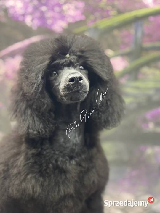 Pudel miniaturowy czarny chłopczyk FCI
