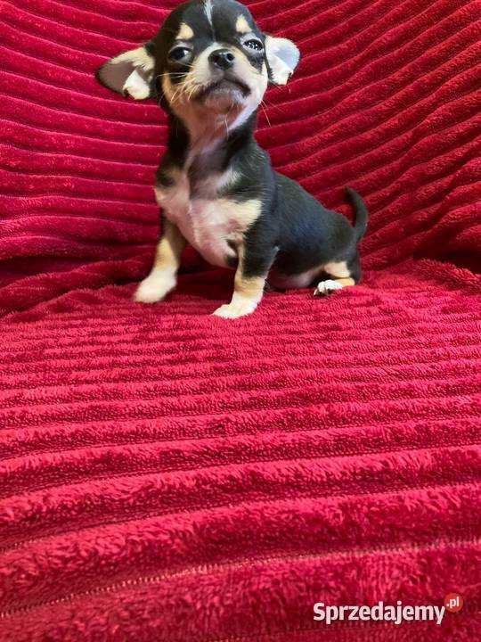 Śliczny piesek chihuahua mazowieckie Płońsk