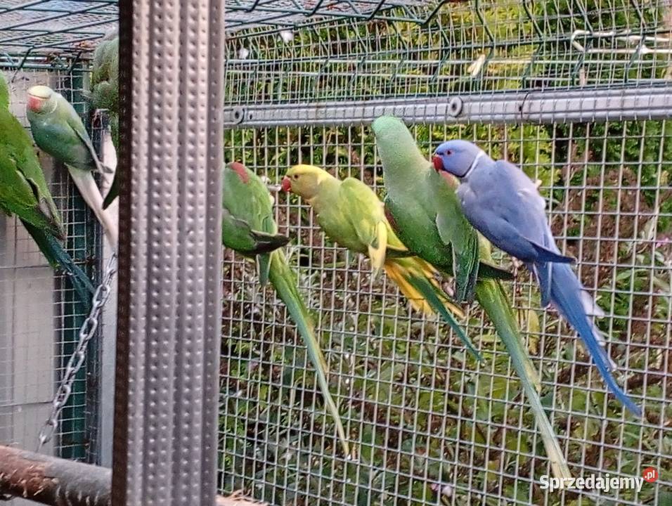 Aleksandretta Wieki i Chińska małopolskie Zator sprzedam