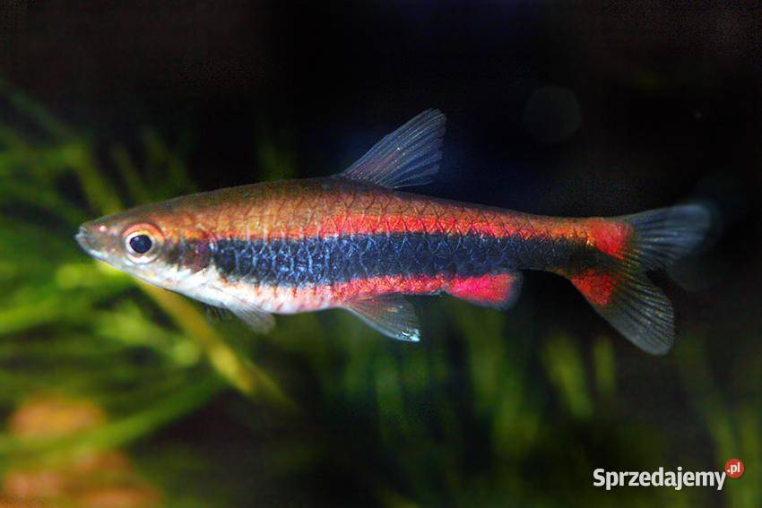 Drobnoustek Beckforda Nannostomus beckfordi Gdańsk