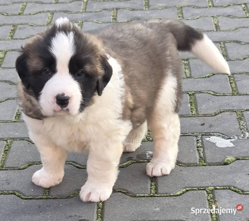 Moskiewski Pies Stróżujący Nie Bernardyn Nie Zakrzyn