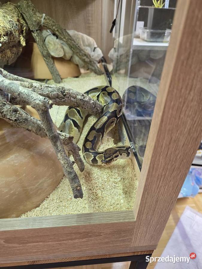 Pyton królewski terrarium dokumenty Warszawa