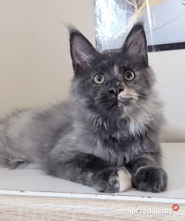 Maine Coon kocięta Wińsko