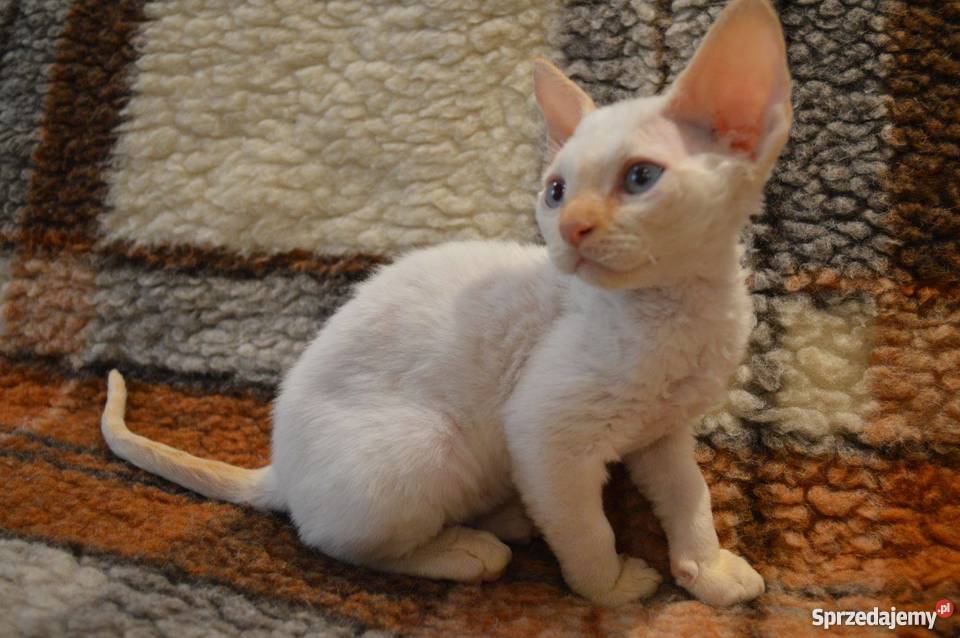Devon Rex śliczne kocięta championie Koty mazowieckie Warszawa