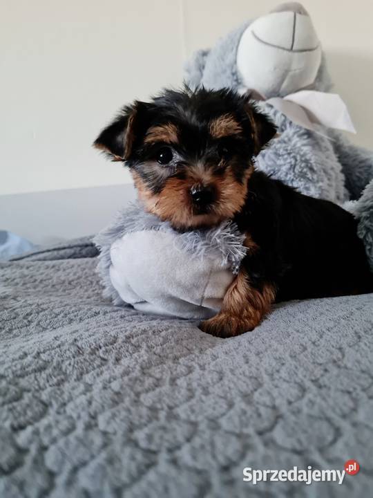 Dziewczyna Yorkshire Terrier z Chipem Wyprawka