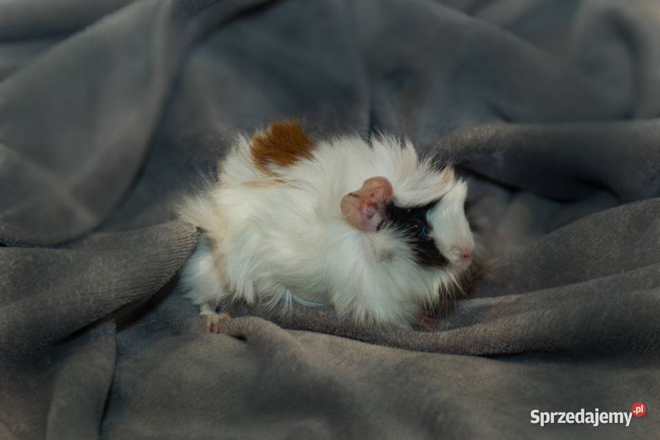 Świnka morska cavia domowa SAMIEC Koszyce Wielkie sprzedam
