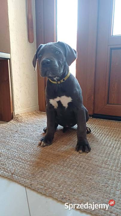 Suczka CANE CORSO Cane Corso Wola Duża sprzedam