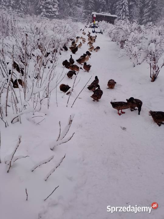 Jaja kacze 15 Zakopane