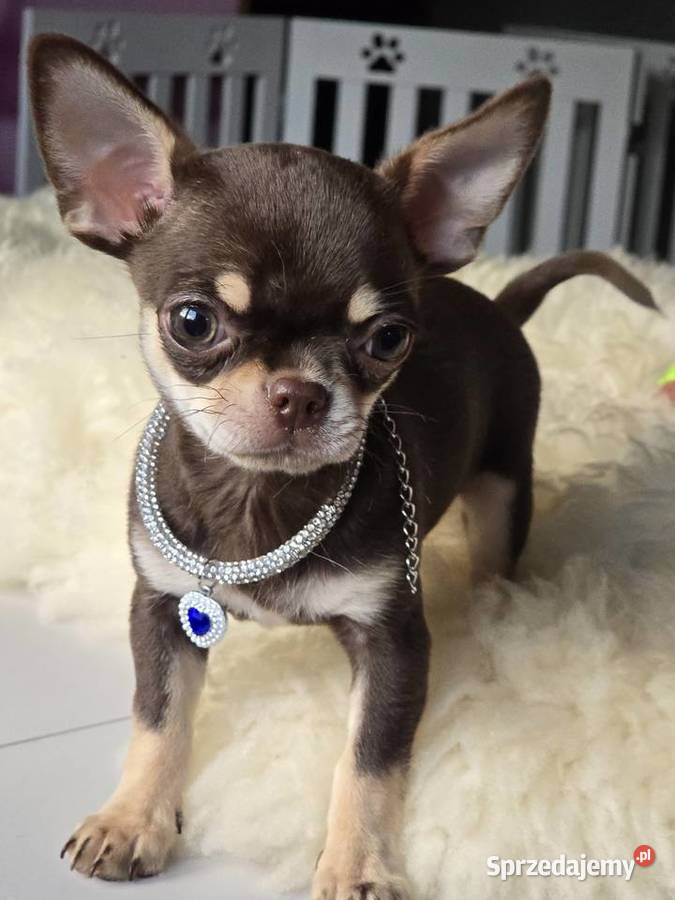 Chihuahua Czekoladowy Simba Xxs Bielsko-Biała