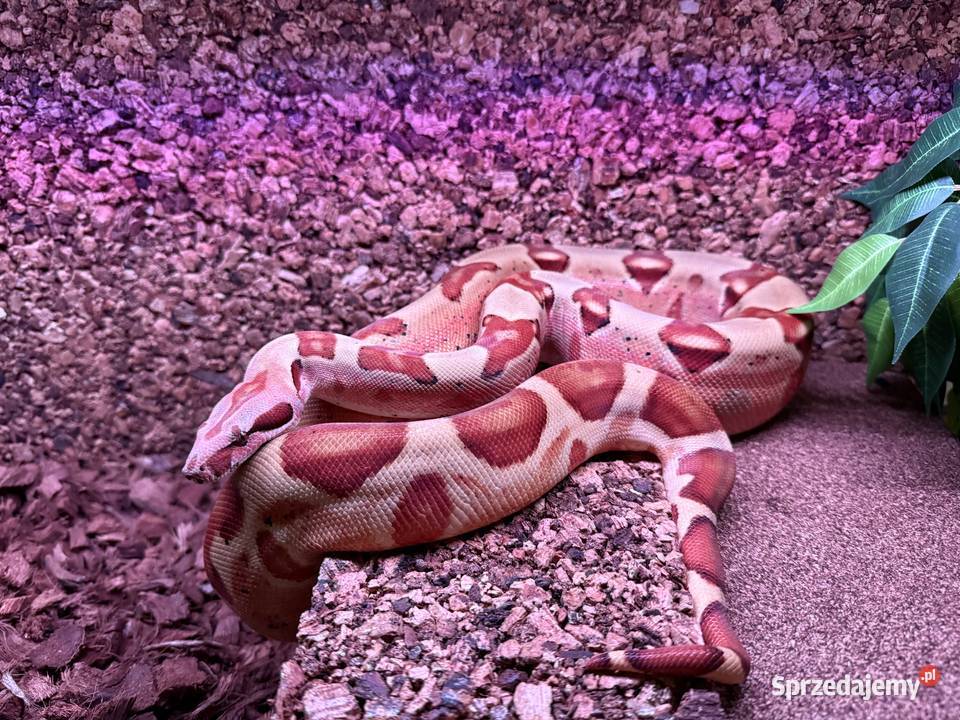 Boa Imperator Jungle Bydgoszcz