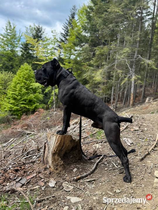 Czarna smoła suczka Cane Corso z domowej hodowli