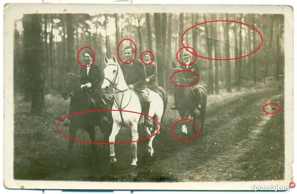 Stare zdjęcie wypoczynek koń ciekawy opis Berlin Ostrów Wielkopolski
