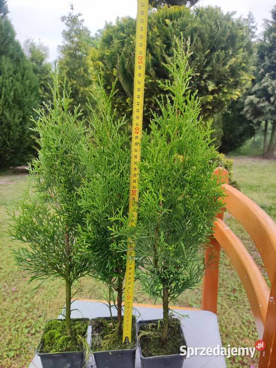 Tuja Szmaragd 50 zachodniopomorskie sprzedam