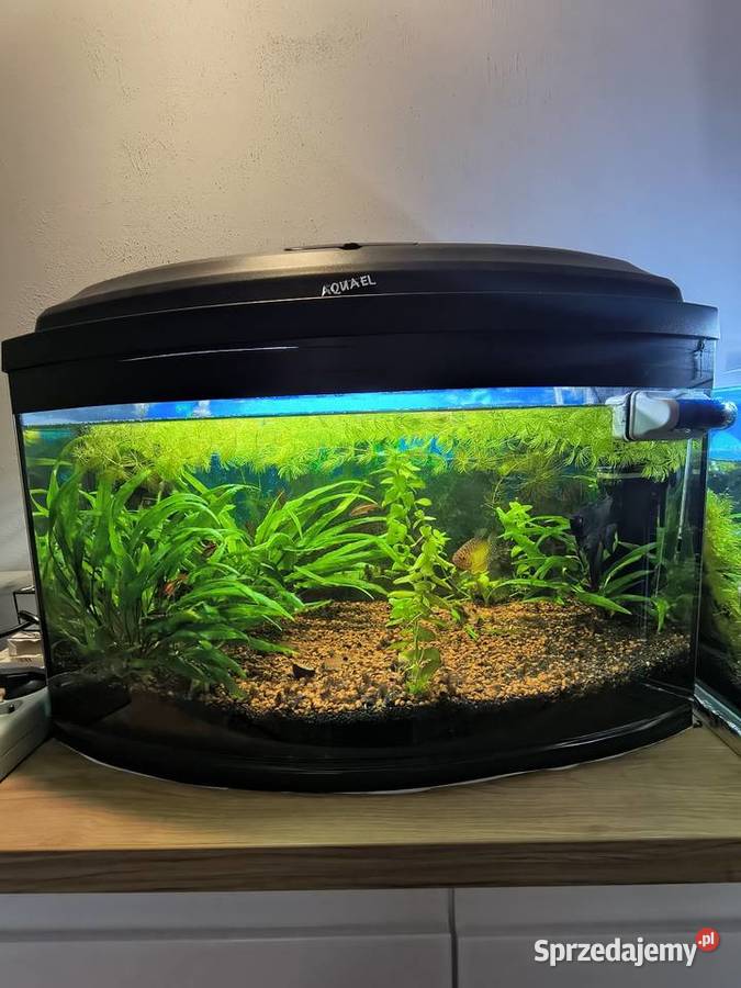 Akwarium 60 L panoramiczne