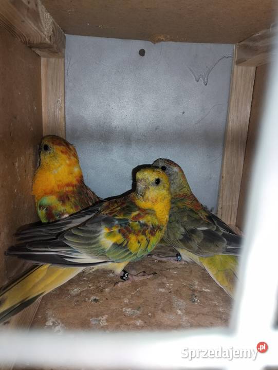 Sprzedam papugi Barcin