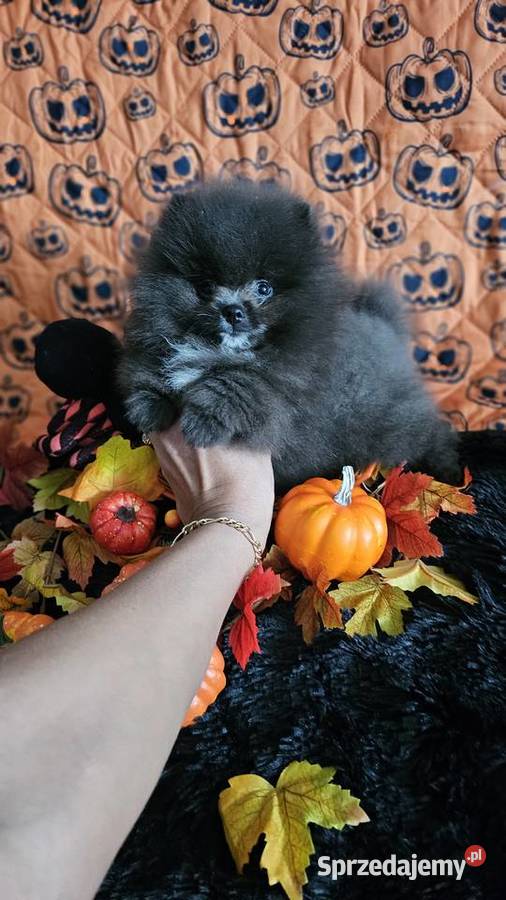 Pomeranian Szpic Miniaturowy piesek BlueWhite Sędziejowice
