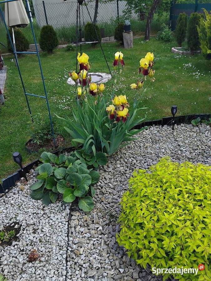Działka ROD Kielce sprzedam