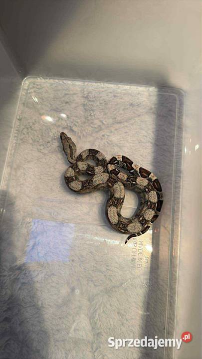 Wąż constrictor Tarnobrzeg