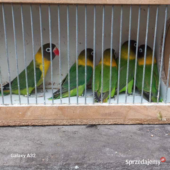 Nierozłączki czarnogłowe zielone 2025 Garwolin sprzedam