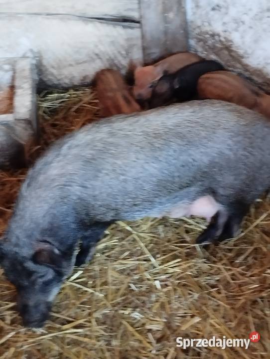 Świnki wietnamki Winowno