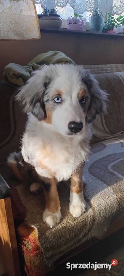 Miniaturowy owczarek amerykański Sosnowiec sprzedam