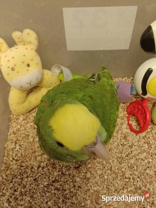 Amazonka żółtogardła oratrix ręcznie karmione Wodzisław Śląski sprzedam