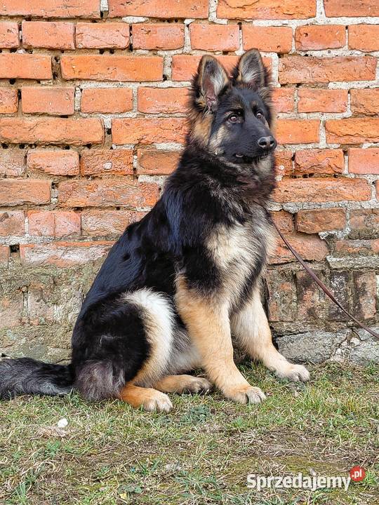 Szczenięta Owczarek Niemiecki Długowłosy