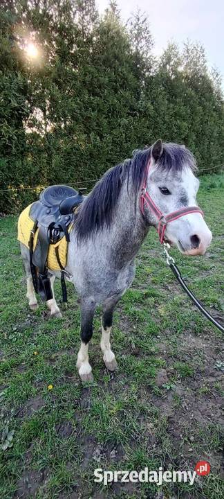 4letni Ogier Walijski opolskie Reńska Wieś sprzedam
