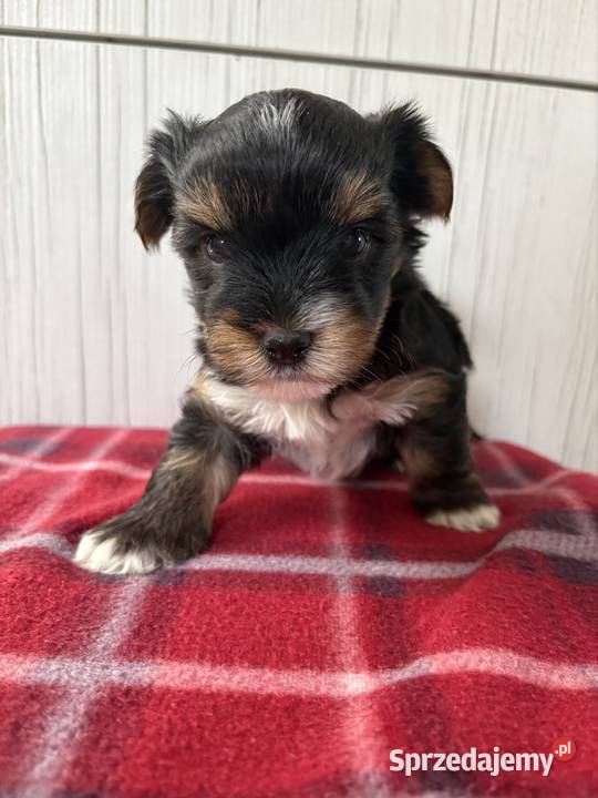 Do Rezerwacji Pixel Yorkshire Terrier Biewer Konin