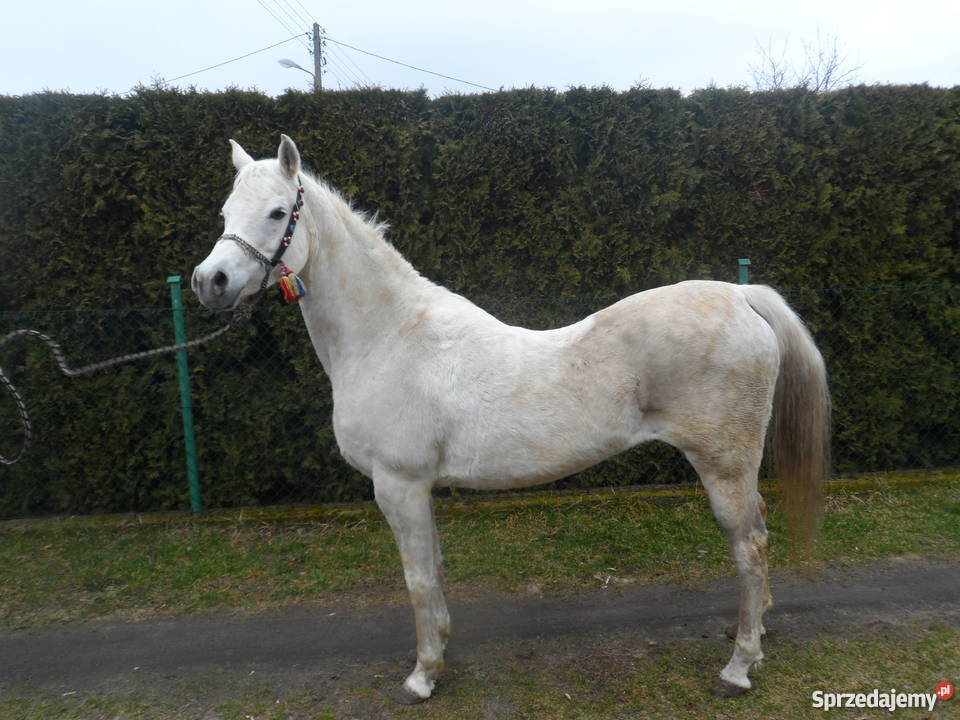 Sprzedam Klacz Arabską z niemieckim pochodzeniem wielkopolskie Zatom Stary