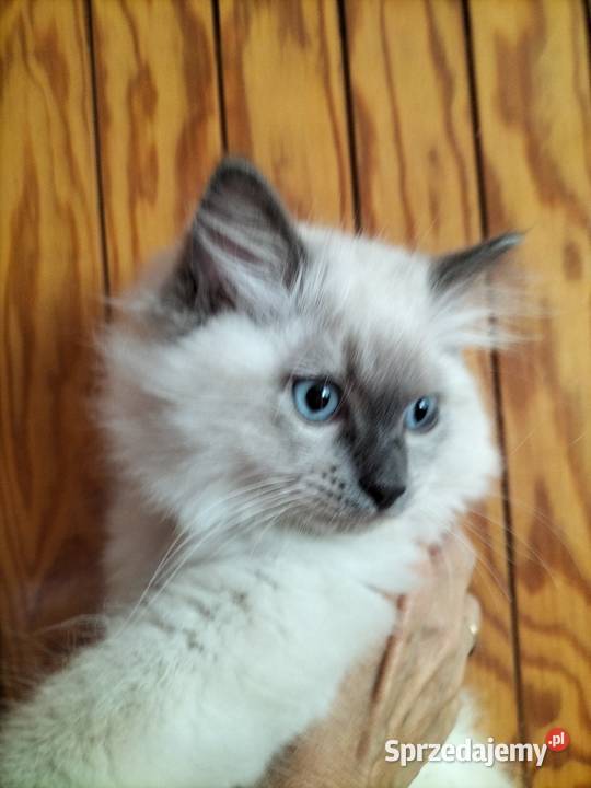 Kocurek Ragdoll FPL Ragdoll kujawsko-pomorskie Bydgoszcz