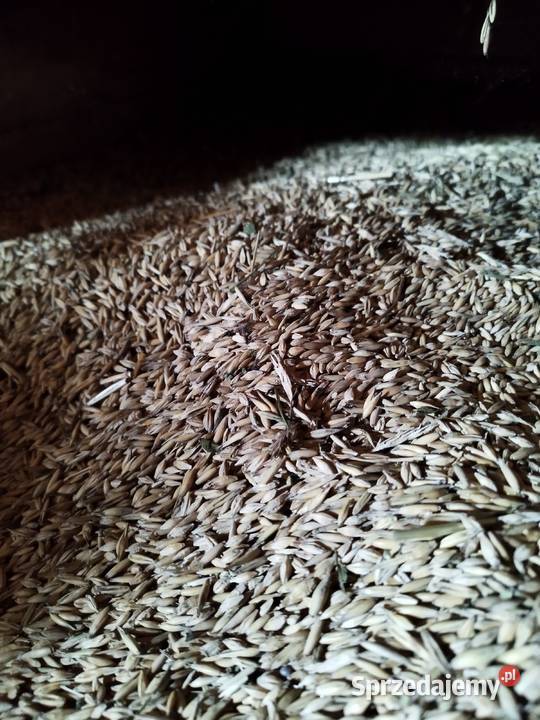Sprzedam mieszankę owies i jęczmień Stara Wieś Druga