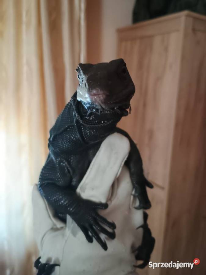 Black dragon terrarium Kraśnik