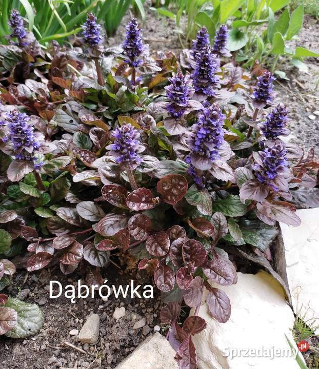 Dąbrówka bylina zapewniająca sadzonka śląskie Jaworzno sprzedam