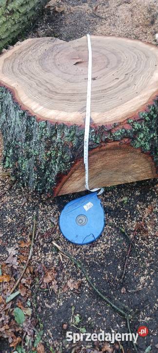 Krążki z drewna dębu Siemkowice