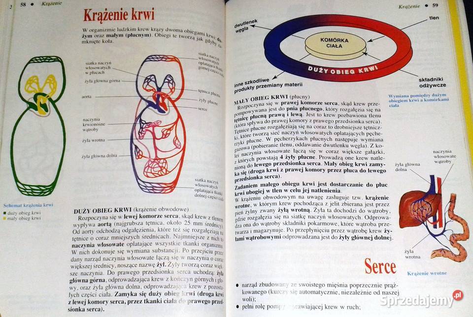 Biologia 7 Wiesława Gołda Jadwiga Wardas Pozostałe Chełm sprzedam