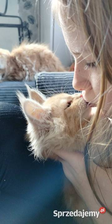 Maine Coon odbiór już na majówkę ostanie 3 pomorskie Starogard Gdański